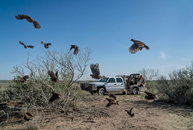 Illustration for article titled These Are The Insane Trucks Texans Use To Hunt Birds